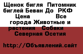 Щенок бигля. Питомник биглей Беван-До (РКФ) › Цена ­ 20 000 - Все города Животные и растения » Собаки   . Северная Осетия